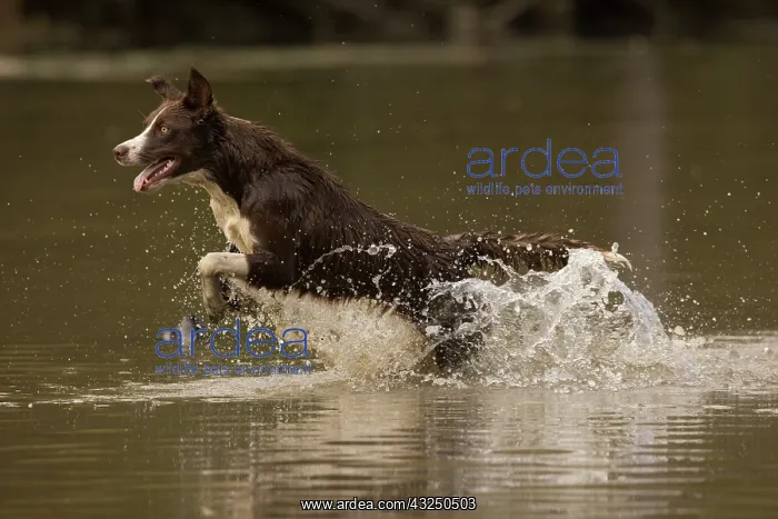 : Chocolate border collie, Canis familiaris, playing in water : Chocolate border collie, Canis familiaris, playing in water