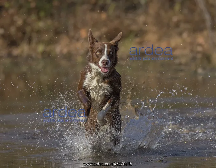 : Chocolate border collie, Canis familiaris, playing in water : Chocolate border collie, Canis familiaris, playing in water