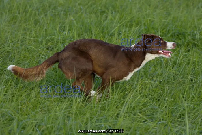 : Chocolate border collie, Canis familiaris, Maryland : Chocolate border collie, Canis familiaris, Maryland