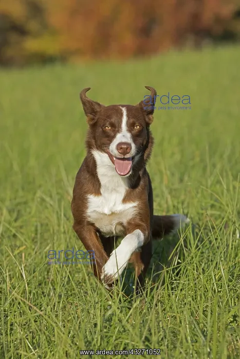: Chocolate border collie, Canis familiaris, Maryland : Chocolate border collie, Canis familiaris, Maryland