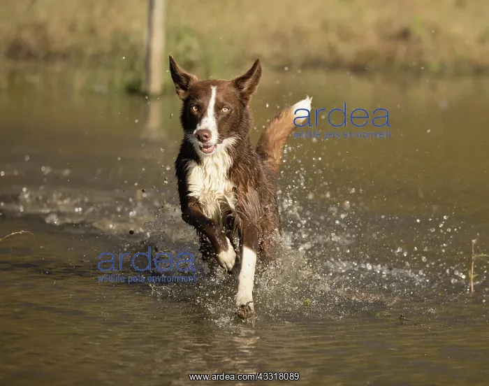 : Chocolate border collie, Canis familiaris, playing in water : Chocolate border collie, Canis familiaris, playing in water