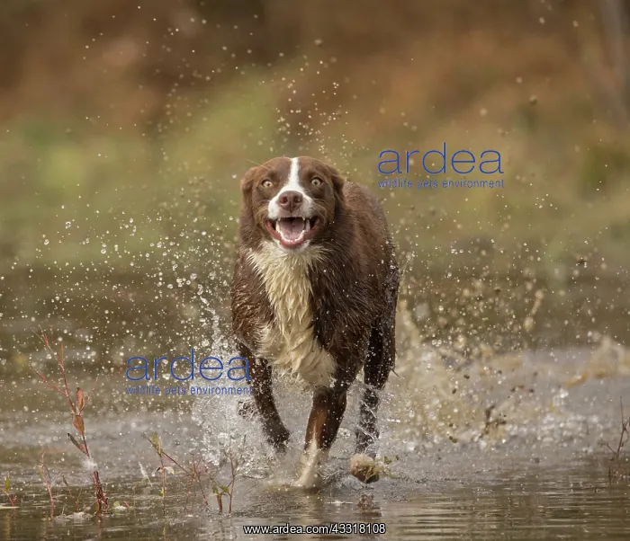 : Chocolate border collie, Canis familiaris, Maryland : Chocolate border collie, Canis familiaris, Maryland