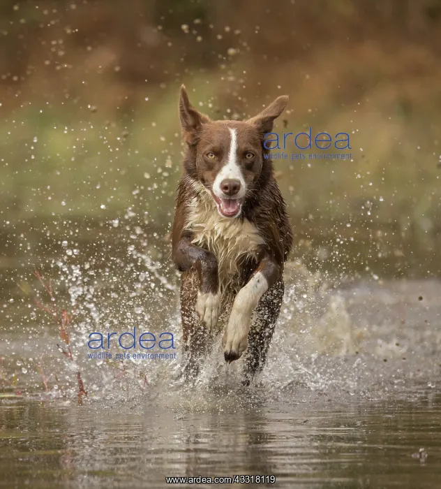 : Chocolate border collie, Canis familiaris, Maryland : Chocolate border collie, Canis familiaris, Maryland