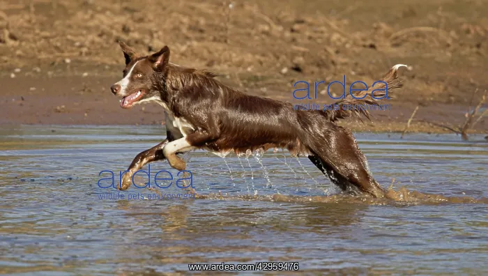  : Chocolate border collie, Canus domesticus, Arizona