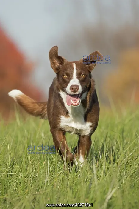 : chocolate border collie, Maryland : chocolate border collie, Maryland