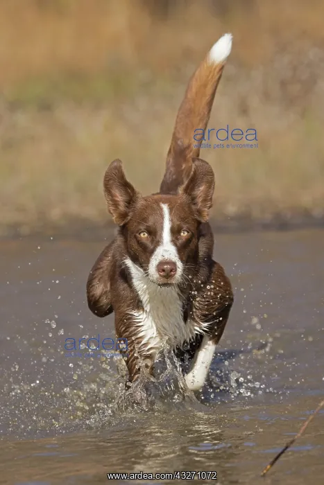 : chocolate border collie, Maryland : chocolate border collie, Maryland