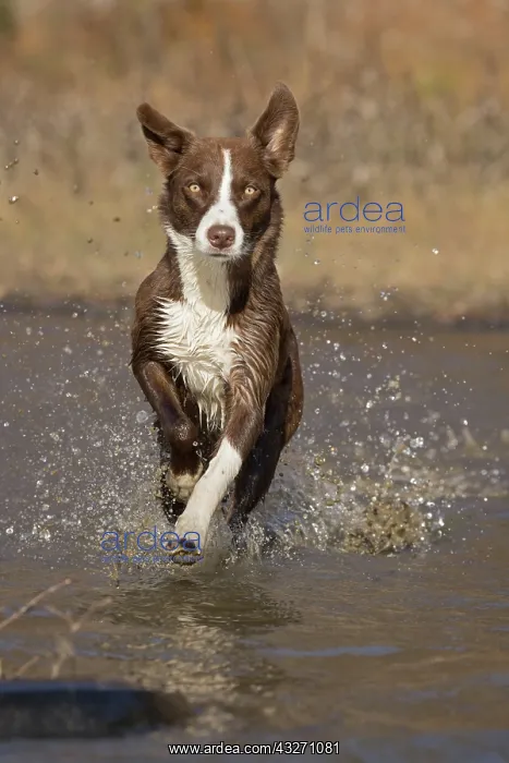 : chocolate border collie, Maryland : chocolate border collie, Maryland