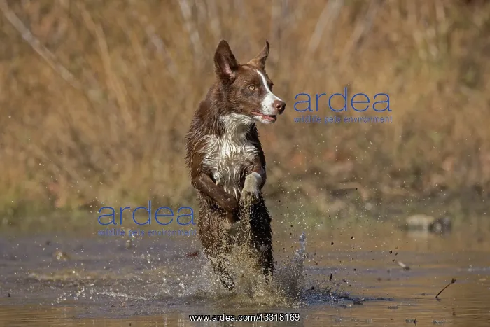 : chocolate border collie, Maryland : chocolate border collie, Maryland