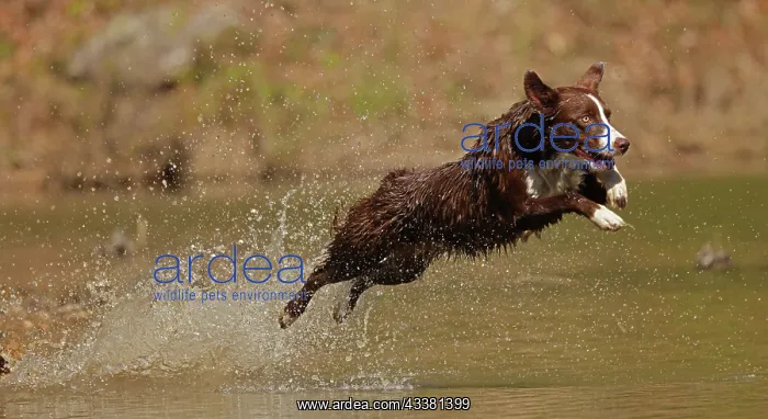 : chocolate border collie, Maryland : chocolate border collie, Maryland