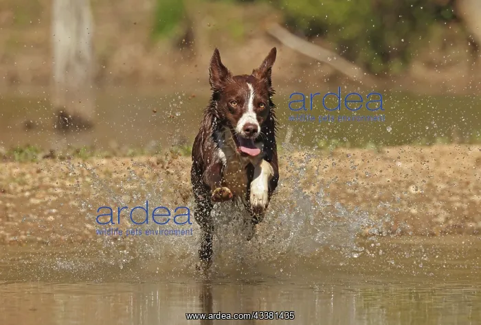: chocolate border collie, Maryland : chocolate border collie, Maryland
