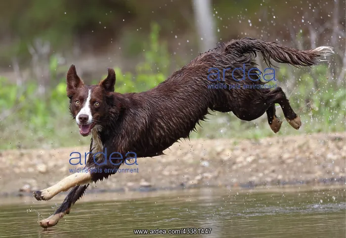 : chocolate border collie, Maryland : chocolate border collie, Maryland