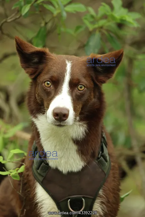 : chocolate border collie, Maryland : chocolate border collie, Maryland