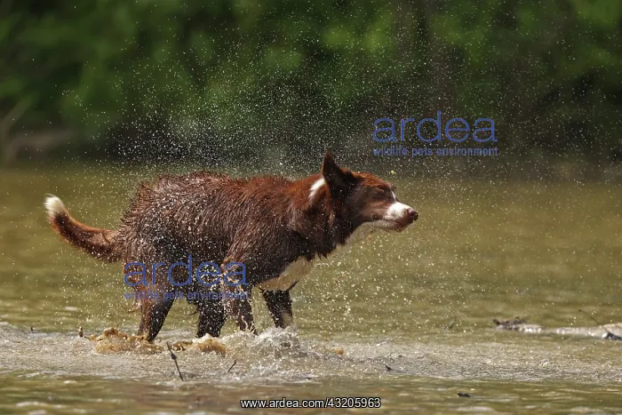 : chocolate border collie, shaking off water, Maryland : chocolate border collie, shaking off water, Maryland