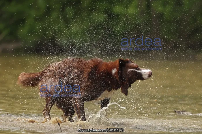 : chocolate border collie, shaking off water, Maryland : chocolate border collie, shaking off water, Maryland