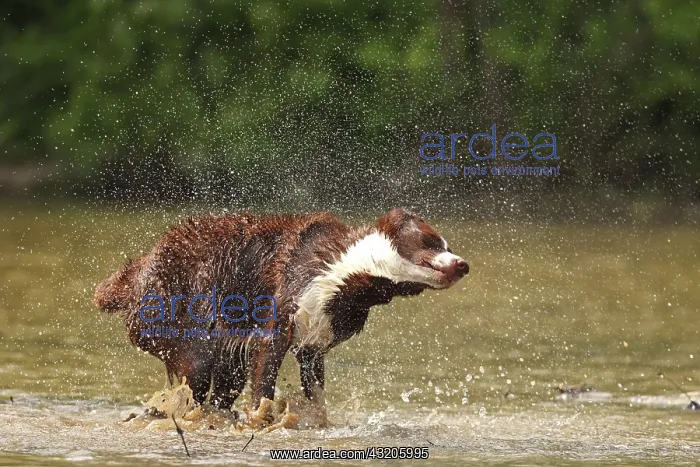 : chocolate border collie, shaking off water, Maryland : chocolate border collie, shaking off water, Maryland