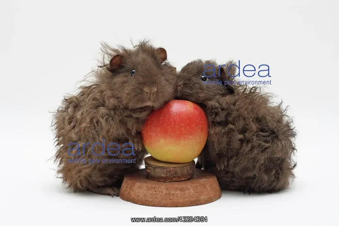 : Two chocolate-brown guinea pigs, 2 months old, standing : Two chocolate-brown guinea pigs, 2 months old, standing
