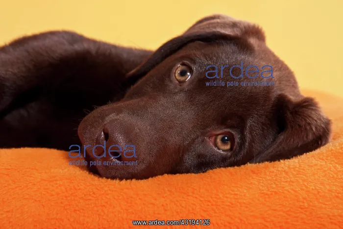 : Chocolate brown Labrador Retriever, portrait, lying : Chocolate brown Labrador Retriever, portrait, lying