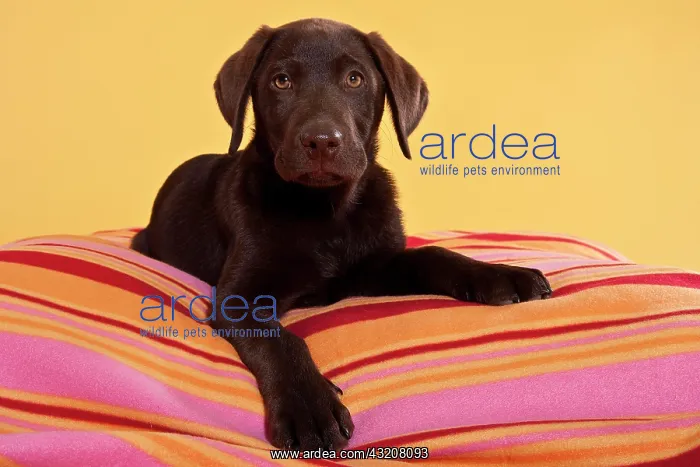 : Chocolate brown Labrador Retriever, lying on blanket : Chocolate brown Labrador Retriever, lying on blanket