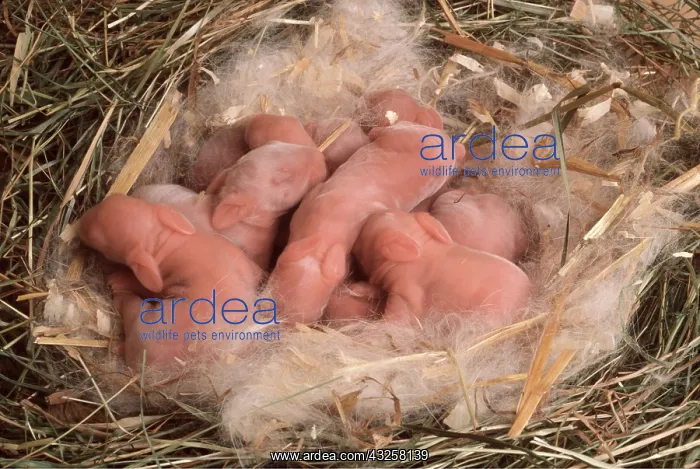 : Chocolate Californian RABBITS - babies : Chocolate Californian RABBITS - babies