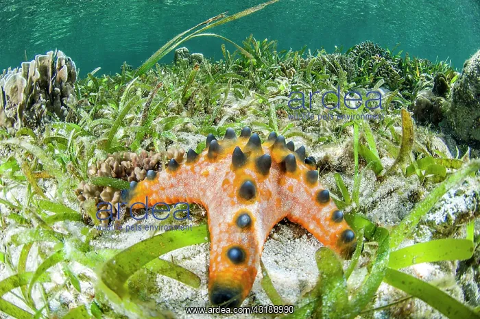 : Chocolate Chip Sea Star (Protoreaster nodosus) in : Chocolate Chip Sea Star (Protoreaster nodosus) in