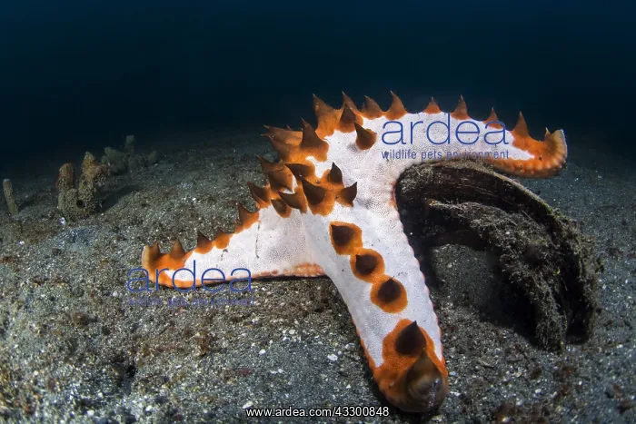: Chocolate Chip Sea Star (Protoreaster nodosus) on : Chocolate Chip Sea Star (Protoreaster nodosus) on