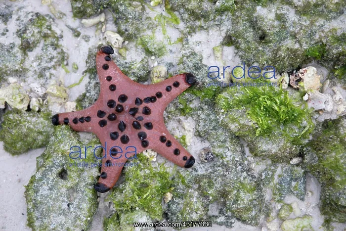 : Chocolate Chip Starfish (Protoreaster nodosus) on : Chocolate Chip Starfish (Protoreaster nodosus) on