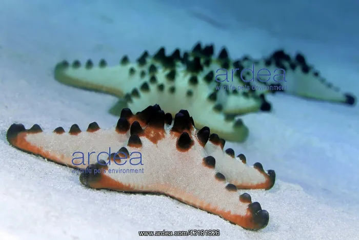 : Chocolate Chip Starfish (Protoreaster nodosus) four : Chocolate Chip Starfish (Protoreaster nodosus) four