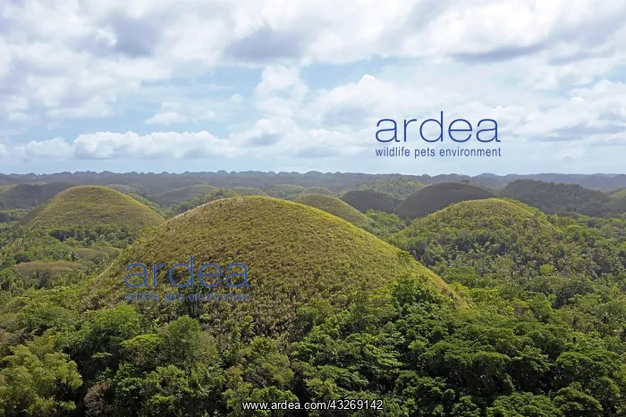 : Chocolate Hills, Bohol Island, Central Visayas : Chocolate Hills, Bohol Island, Central Visayas