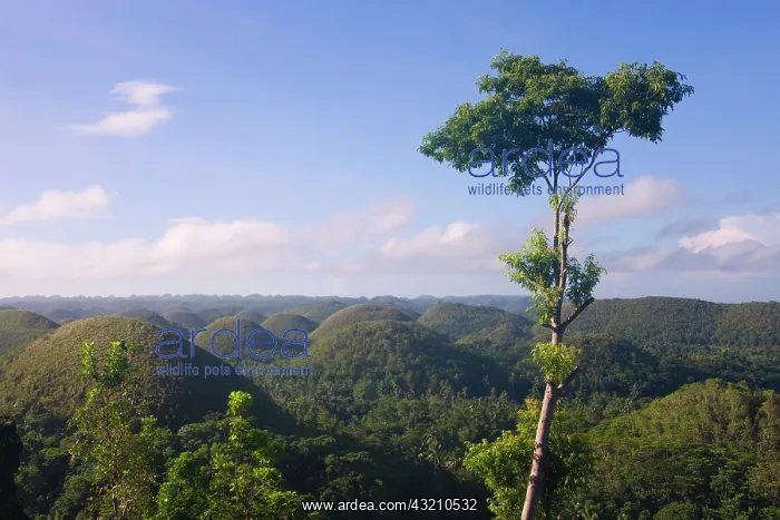 : Chocolate Hills of Bohol Island, Philippines : Chocolate Hills of Bohol Island, Philippines