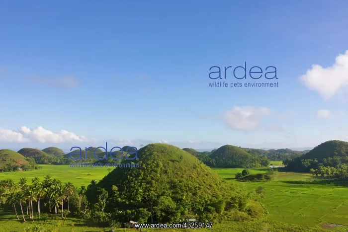: Chocolate Hills, Bohol Island, Philippines : Chocolate Hills, Bohol Island, Philippines