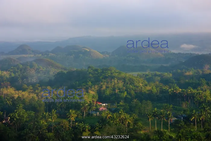 : Chocolate Hills in morning mist, Bohol Island : Chocolate Hills in morning mist, Bohol Island