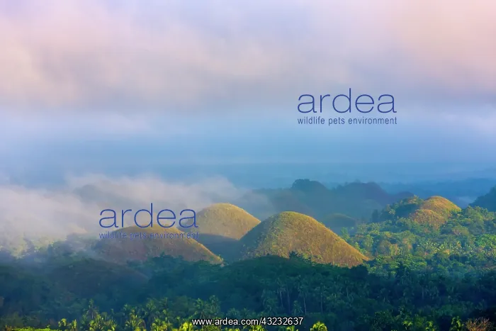 : Chocolate Hills in morning mist, Bohol Island : Chocolate Hills in morning mist, Bohol Island