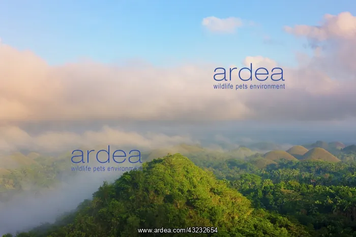 : Chocolate Hills in morning mist, Bohol Island : Chocolate Hills in morning mist, Bohol Island