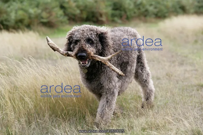 : Chocolate labradoodle - carrying stick : Chocolate labradoodle - carrying stick