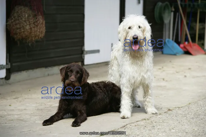 : Chocolate labradoodle + Cream labradoodle infront of stable : Chocolate labradoodle + Cream labradoodle infront of stable