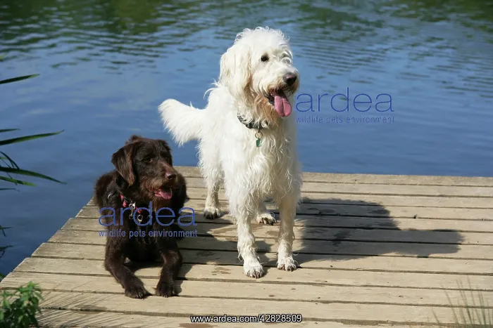 : Chocolate labradoodle + Cream labradoodle on wooden platform : Chocolate labradoodle + Cream labradoodle on wooden platform