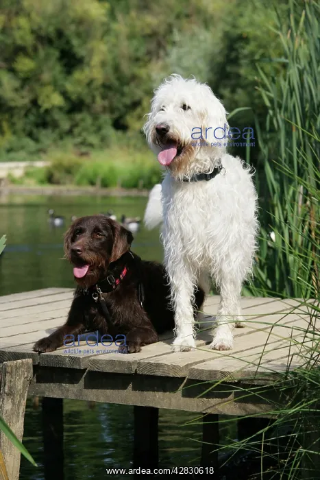 : Chocolate labradoodle + Cream labradoodle on wooden platform : Chocolate labradoodle + Cream labradoodle on wooden platform