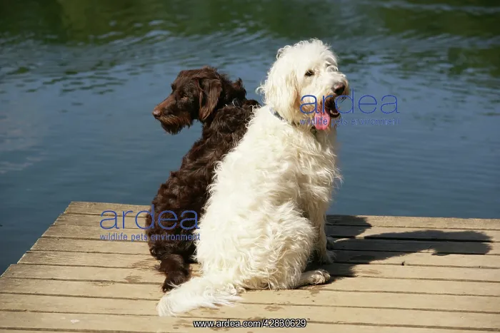 : Chocolate labradoodle + Cream labradoodle on wooden platform : Chocolate labradoodle + Cream labradoodle on wooden platform