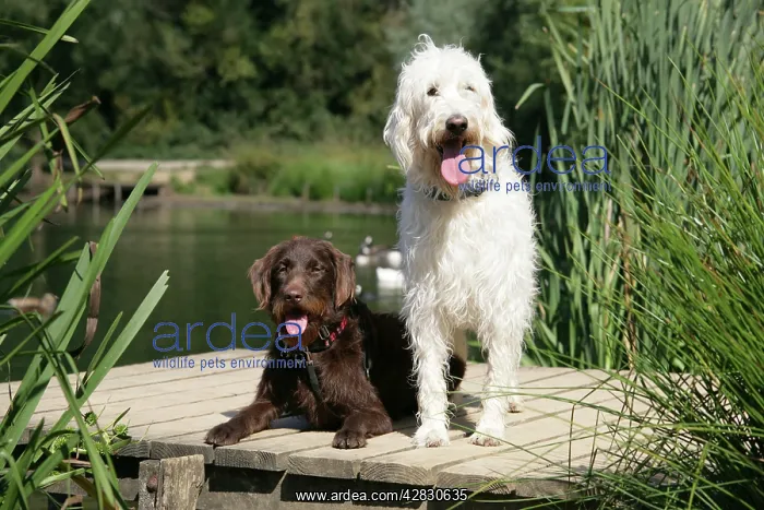 : Chocolate labradoodle + Cream labradoodle on wooden platform : Chocolate labradoodle + Cream labradoodle on wooden platform