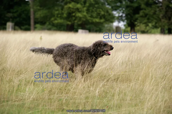 : Chocolate labradoodle running in field : Chocolate labradoodle running in field