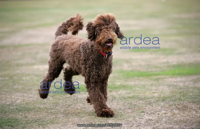 : Chocolate labradoodle running in field : Chocolate labradoodle running in field
