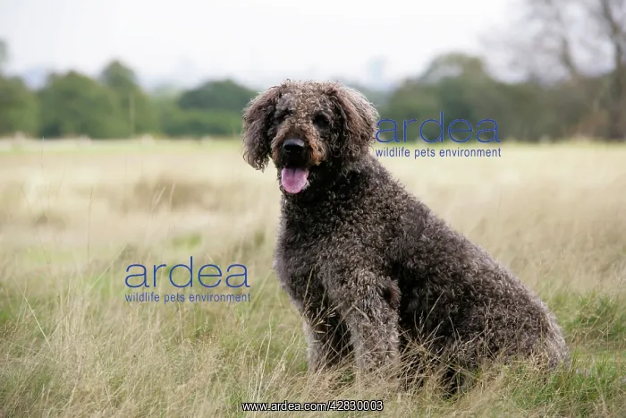 : Chocolate labradoodle sitting in field : Chocolate labradoodle sitting in field