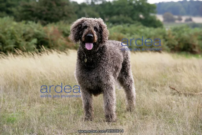  : Chocolate labradoodle standing in field