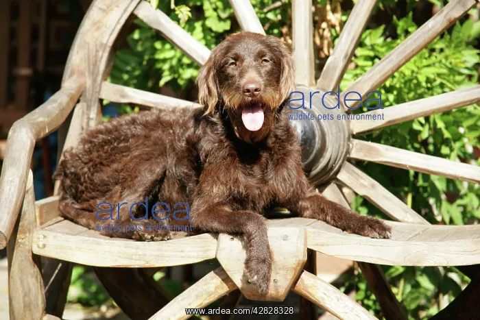 : Chocolate labradoodle on wooden chair : Chocolate labradoodle on wooden chair