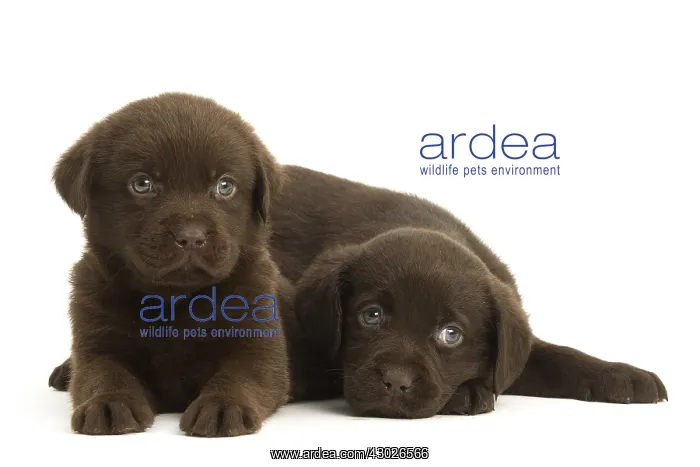  : Chocolate Labrador Dog, puppies
