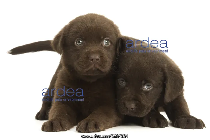  : Two Chocolate Labrador Dog, puppies