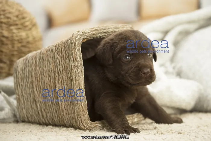  : Chocolate Labrador Dog, puppy