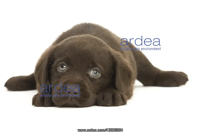  : Chocolate Labrador Dog, puppy