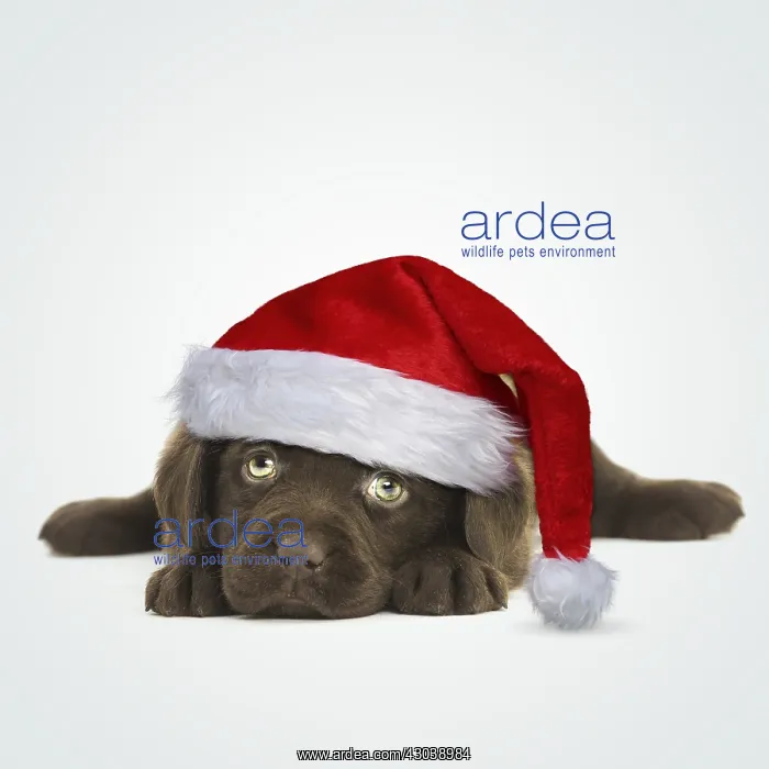: Chocolate Labrador Dog, puppy laying down wearing : Chocolate Labrador Dog, puppy laying down wearing