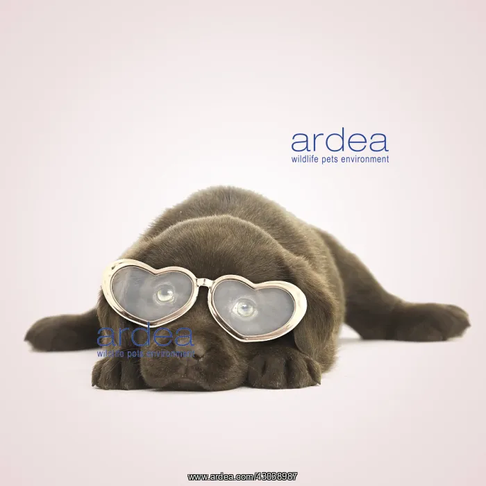 : Chocolate Labrador Dog, puppy laying down wearing : Chocolate Labrador Dog, puppy laying down wearing